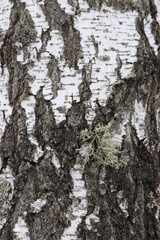 Obraz premium The structure of birch bark in the wild.