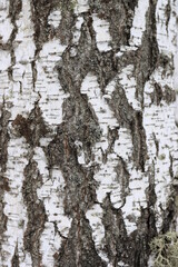 Background image of birch bark in the wild