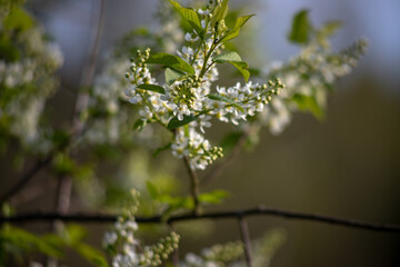 Bright white bird cherry flower on a light green background rejoices in the spring sun