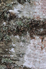The structure of birch bark in the wild.