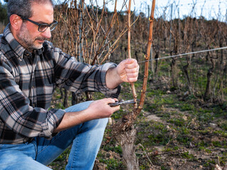 Winegrower pruning the vineyard with professional steel scissors. Traditional agriculture. Winter pruning, Guyot method.