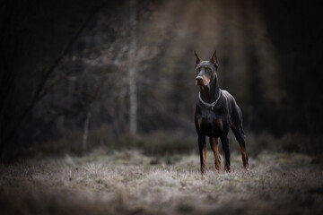 Doberman standing in sunrays