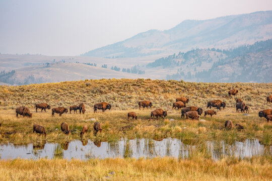 Lamar bison herd, Yellowstone National Park, Wyoming