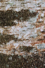 Birch bark as a texture background image. Natural birch bark background.