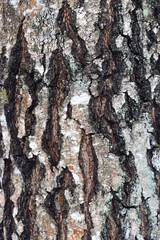 birch bark closeup in natural environment