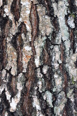birch bark closeup in natural environment