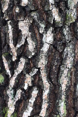 birch bark closeup in natural environment