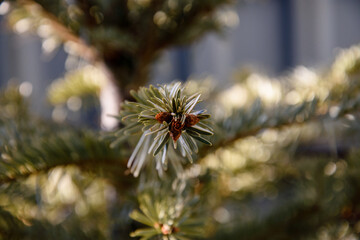 Naklejka na ściany i meble View of a green fir branch