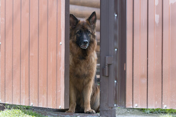 The German Shepherd is a thoroughbred dog with long hair. A guard dog stands at the gate and guards...