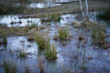 Sumpf und Morast mit Gras und Steppe in der Natur nach Beweidung