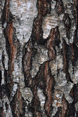 Background image of birch bark in the wild