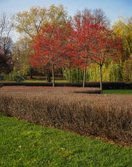 Autumn landscape in the park. Neat well-groomed shrubs, grass lawns