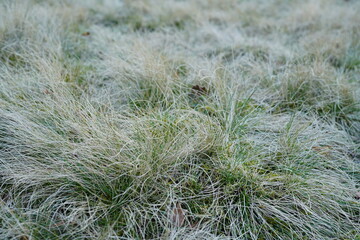 Gras und Steppe in der Natur nach Beweidung