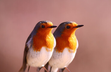 A portrait of a pair of robins against a blurred crimson background standing side by side and...