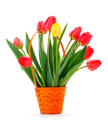 Colorful bouquet of tulips in basket.
