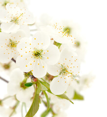 Flowering branch of cherry.