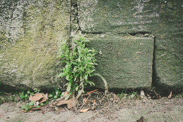 weeds in front of a house wall