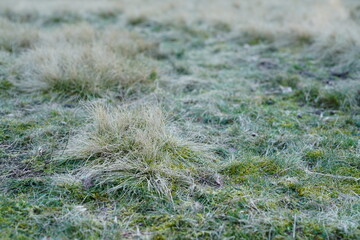 Grünes Gras und Steppe in der Natur nach Beweidung uns zur kalten Jahreszeit, Büschel, Grasland