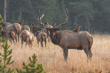 Bull elk and harem, Yellowstone National Park, Wyoming