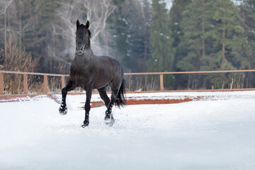A black young strong horse gallops through the snow in the levada. A walk of a chestnut stallion at large. Steam from the nostrils of an animal