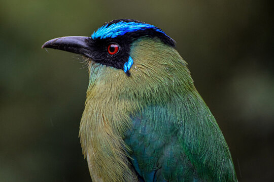 Colombian Birds, Barranquero