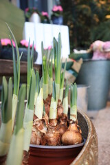Spring bulbs in a pot with pots behind
