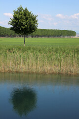 Obraz premium Lone tree near the bank of a small river in a summer morning
