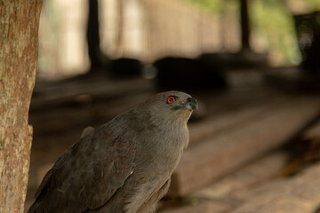 Gavilan Colombiano. Selva Amazonica.