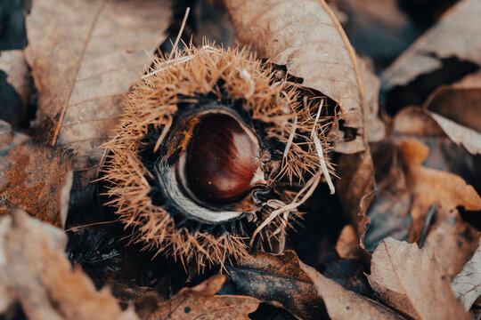 Nacimiento de casta&ntilde;a