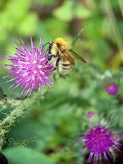 bee on a flower
