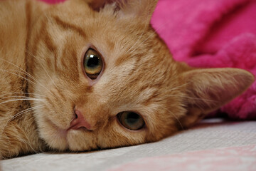Fototapeta na wymiar Ritratto di un gattino rosso in interno.
