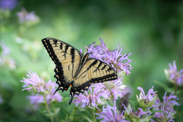 Eastern Tiger Swallowtail butterfly (Papilio glaucus) in botanical garden in Burlington, ONT