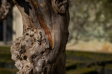 Fototapeta premium Gnarled rose wood 