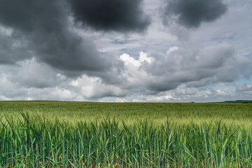 Close up to the agriculture field in the storm