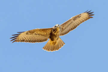 Common Buzzard (Buteo Buteo)