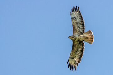 Common Buzzard (Buteo Buteo)