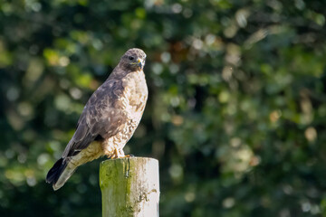 Common Buzzard (Buteo Buteo)