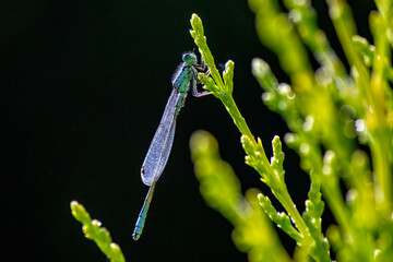 Blue damselfly