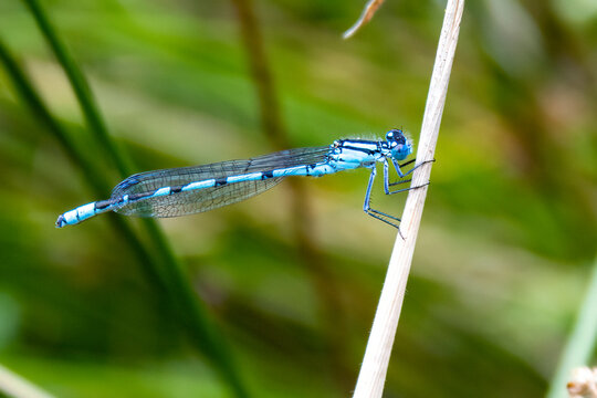 Blue damselfly