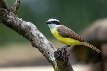 Fototapeta premium The yellow bird from Brazil. The Great Kiskadee also know as Bem-te-vi perched on a top of tree. Species Pitangus sulphuratus. Animal world. Bird lover. Birdwatching. Flycatcher.
