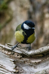Great tit