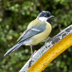 Obraz premium Great tit