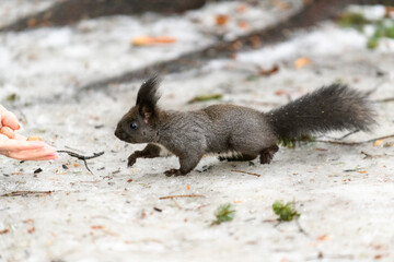 Red eurasian squirrel on snow in the park, close-up. Winter time.