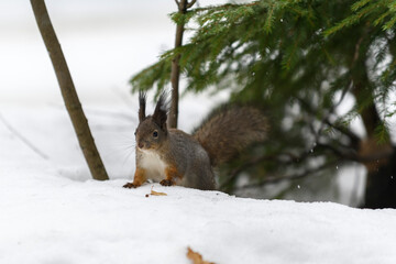 Red eurasian squirrel on snow in the park, close-up. Winter time.