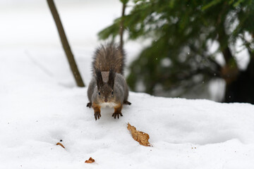 Red eurasian squirrel on snow in the park, close-up. Winter time.