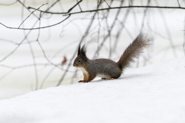 Naklejka na ściany i meble Red eurasian squirrel on snow in the park, close-up. Winter time.