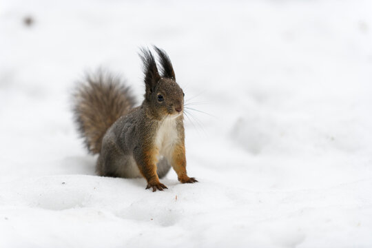 Red eurasian squirrel on snow in the park, close-up. Winter time. © Alexey Seafarer