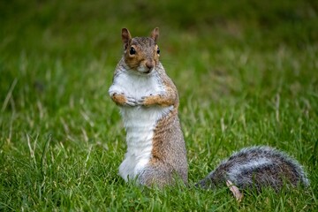 Squirrel playing in the park
