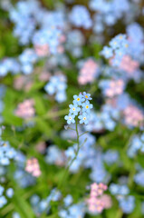 delicate blue and pink forget-me-nots with bokeh effect