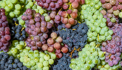 Background and closeup of bunches of colored grapes.